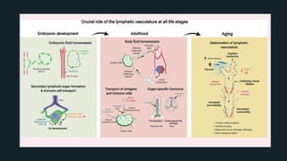 Lymphatic Sac Development lymphatic-system-development-ppt-presentation.pdf