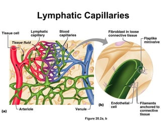 Lymphatic Capillaries




          Figure 20.2a, b
 