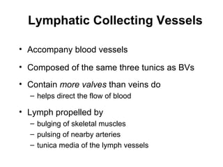 Lymphatic Collecting Vessels

• Accompany blood vessels

• Composed of the same three tunics as BVs
• Contain more valves than veins do
  – helps direct the flow of blood

• Lymph propelled by
  – bulging of skeletal muscles
  – pulsing of nearby arteries
  – tunica media of the lymph vessels
 