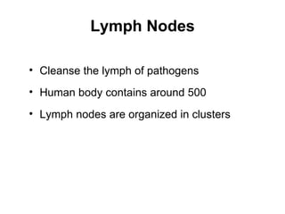 Lymph Nodes

• Cleanse the lymph of pathogens
• Human body contains around 500
• Lymph nodes are organized in clusters
 