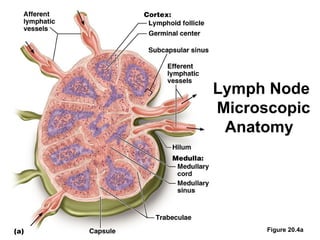 Lymph Node
Microscopic
 Anatomy




      Figure 20.4a
 