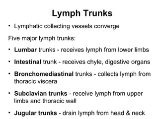 Lymph Trunks
• Lymphatic collecting vessels converge

Five major lymph trunks:
• Lumbar trunks - receives lymph from lower limbs
• Intestinal trunk - receives chyle, digestive organs
• Bronchomediastinal trunks - collects lymph from
  thoracic viscera
• Subclavian trunks - receive lymph from upper
  limbs and thoracic wall
• Jugular trunks - drain lymph from head & neck
 