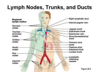 Lymph Nodes, Trunks, and Ducts




                          Figure 20.3
 