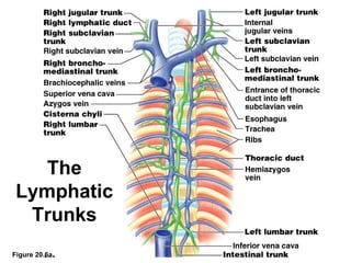 The
 Lymphatic
  Trunks
Figure 20.6a
 