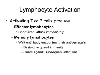 Lymphocyte Activation
• Activating T or B cells produce
  – Effector lymphocytes
     • Short-lived, attack immediately
  – Memory lymphocytes
     • Wait until body encounters their antigen again
        – Basis of acquired immunity
        – Guard against subsequent infections
 