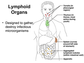 Lymphoid
    Organs

• Designed to gather,
  destroy infectious
  microorganisms




                        Figure 20.10
 