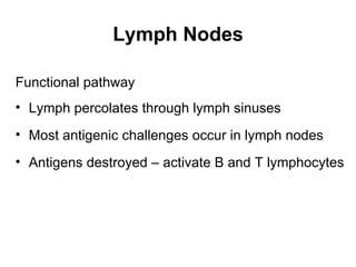 Lymph Nodes

Functional pathway
• Lymph percolates through lymph sinuses
• Most antigenic challenges occur in lymph nodes
• Antigens destroyed – activate B and T lymphocytes
 