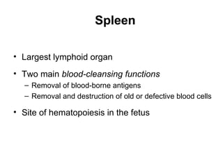 Spleen

• Largest lymphoid organ
• Two main blood-cleansing functions
  – Removal of blood-borne antigens
  – Removal and destruction of old or defective blood cells

• Site of hematopoiesis in the fetus
 