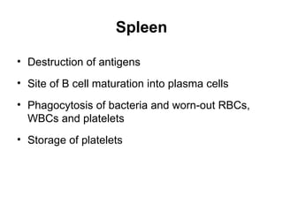 Spleen

• Destruction of antigens
• Site of B cell maturation into plasma cells
• Phagocytosis of bacteria and worn-out RBCs,
  WBCs and platelets
• Storage of platelets
 