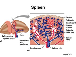 Spleen




         Figure 20.12
 