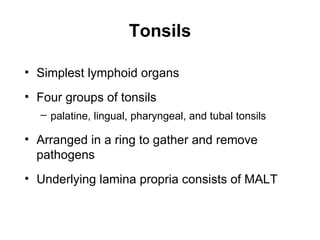 Tonsils

• Simplest lymphoid organs
• Four groups of tonsils
  – palatine, lingual, pharyngeal, and tubal tonsils

• Arranged in a ring to gather and remove
  pathogens
• Underlying lamina propria consists of MALT
 