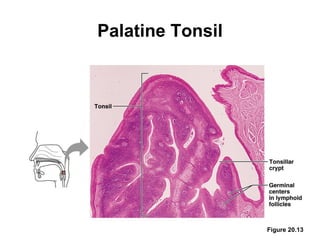Palatine Tonsil




                  Figure 20.13
 