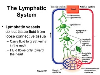 The Lymphatic
      System

• Lymphatic vessels
  collect tissue fluid from
  loose connective tissue
   – Carry fluid to great veins
     in the neck
   – Fluid flows only toward
     the heart



                        Figure 20.1
 