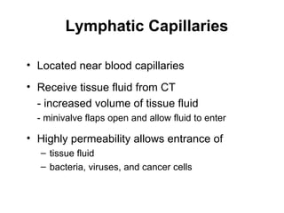 Lymphatic Capillaries

• Located near blood capillaries
• Receive tissue fluid from CT
  - increased volume of tissue fluid
  - minivalve flaps open and allow fluid to enter

• Highly permeability allows entrance of
  – tissue fluid
  – bacteria, viruses, and cancer cells
 