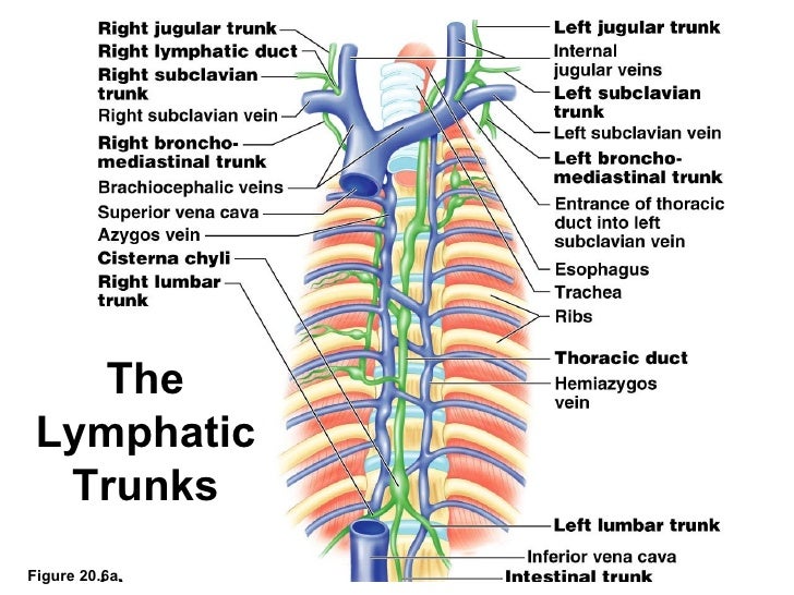 Lymphatic and immune system