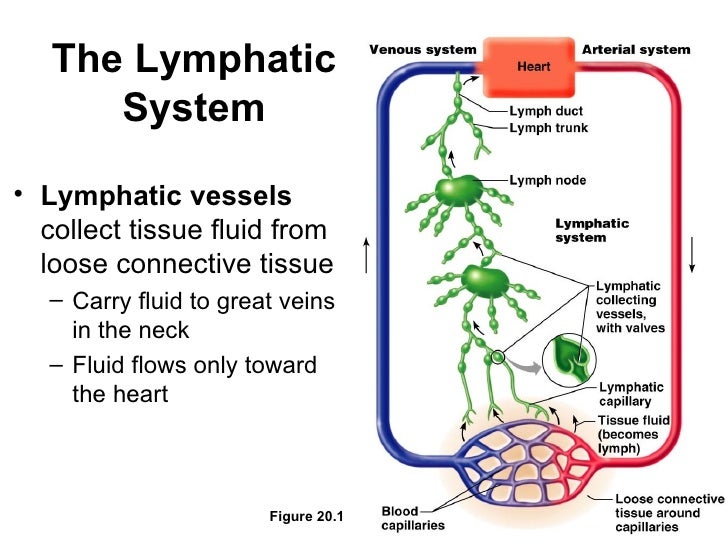 Lymphatic and immune system