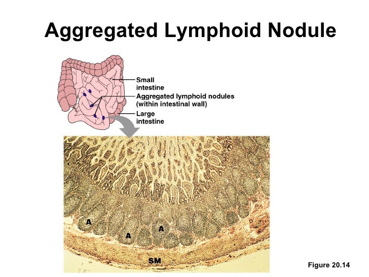 Lymphatic and immune system