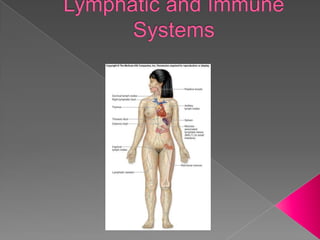 Lymphatic and Immune Systems 