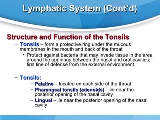Lymphatic System (Cont’d)
Structure and Function of the Tonsils

– Tonsils – form a protective ring under the mucous

membranes in the mouth and back of the throat
• Protect against bacteria that may invade tissue in the area
around the openings between the nasal and oral cavities;
first line of defense from the external environment

– Tonsils:

– Palatine – located on each side of the throat
– Pharyngeal tonsils (adenoids) – lie near the
posterior opening of the nasal cavity
– Lingual – lie near the posterior opening of the nasal
cavity

 