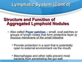Lymphatic System (Cont’d)
Structure and Function of
Aggregated Lymphoid Nodules
– Also called Peyer patches – small, oval patches or
groups of lymph nodes that form protective layer in
mucous membrane of the small intestine
• Provide protection in a spot that is potentially
open to external environment via the mouth
• Macrophages and other cells prevent most
bacteria from penetrating the gut wall

 