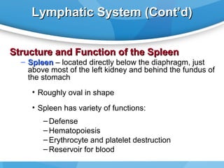 Lymphatic System (Cont’d)
Structure and Function of the Spleen

– Spleen – located directly below the diaphragm, just
above most of the left kidney and behind the fundus of
the stomach
• Roughly oval in shape
• Spleen has variety of functions:
– Defense
– Hematopoiesis
– Erythrocyte and platelet destruction
– Reservoir for blood

 