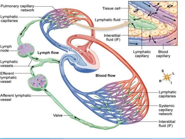 lymphatic