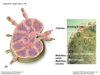 Figure 20.4:  Lymph node, p. 778. (a) Follicles Medullary cords Medullary sinuses B & T Cells, Plasma cells Macrophages Dividing B cells 