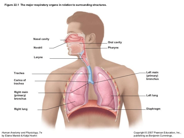 Lymphatic And Respitory Festival