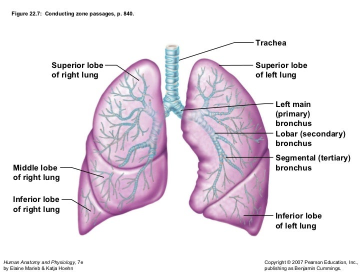 Lymphatic and respitory festival