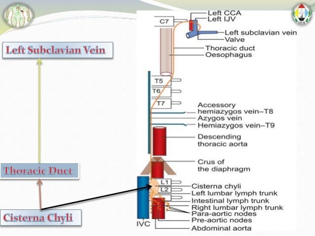 Lymphatic Drainage of whole Body by Faisal Azmi