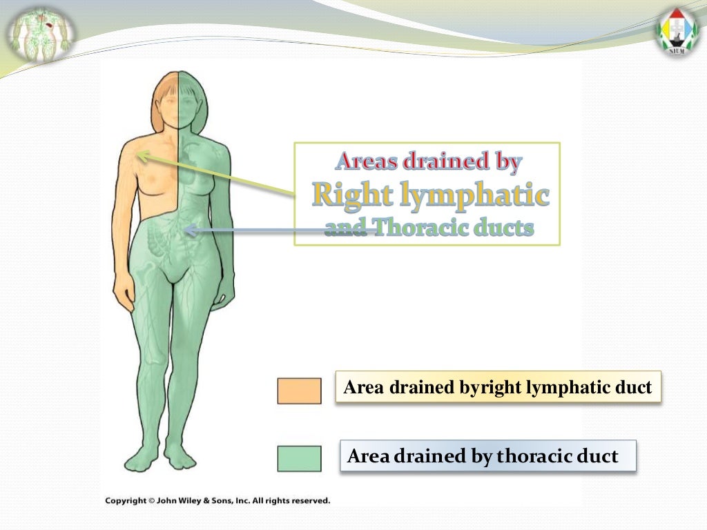 Lymphatic Drainage of whole Body by Faisal Azmi