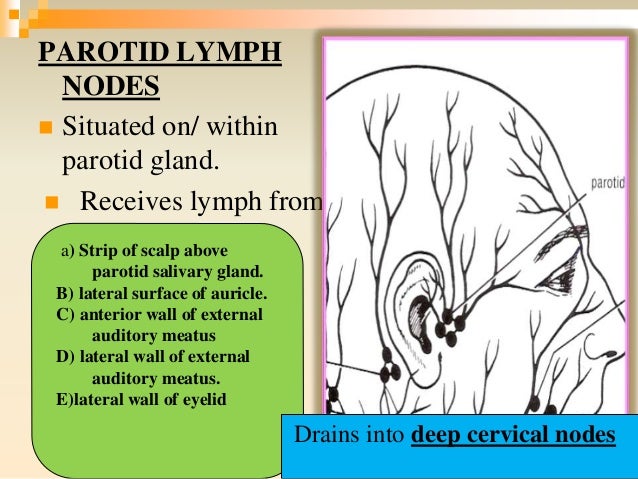 Parotid lymph node drainage Clearance
