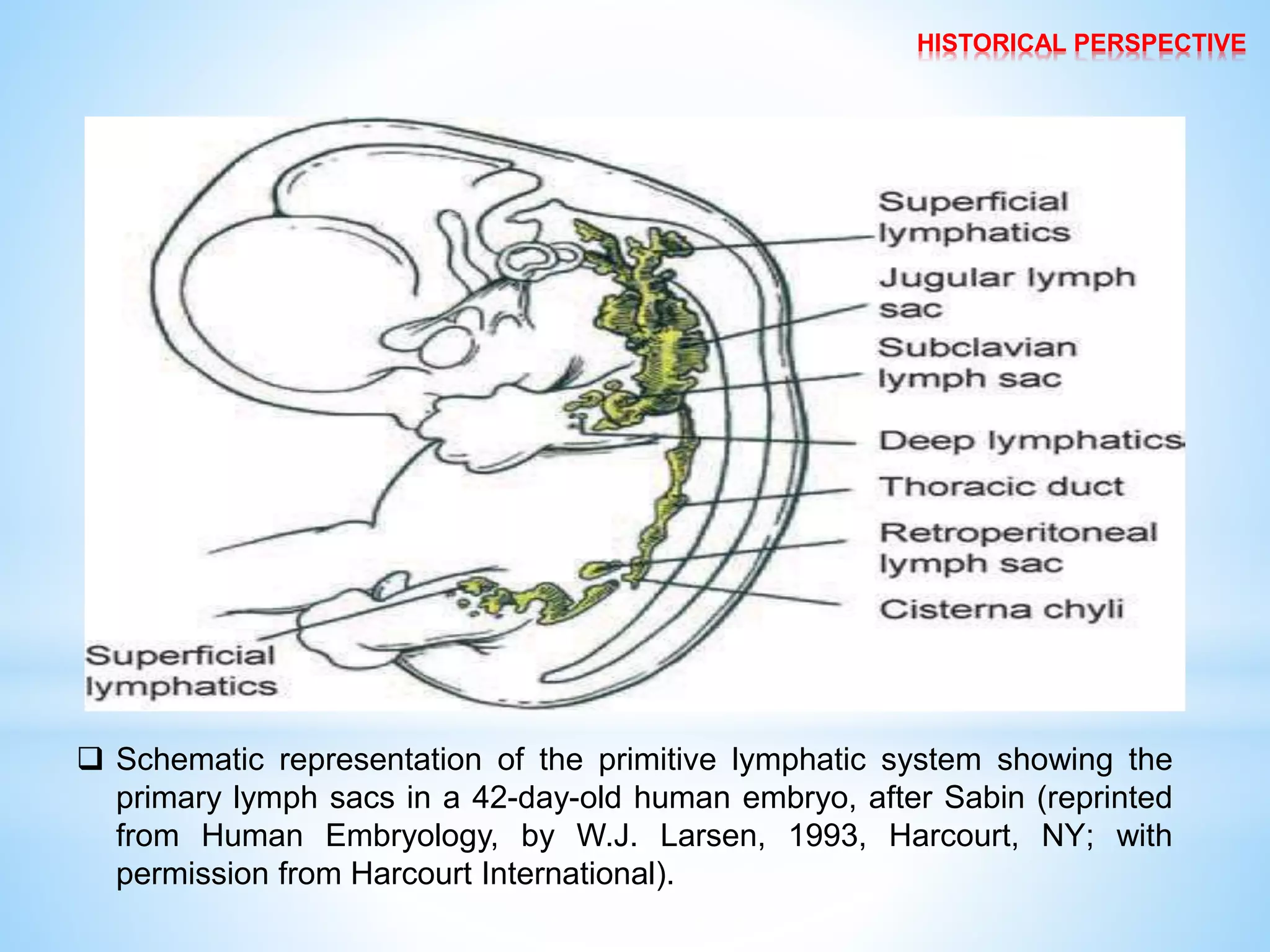 Lymphatic Sac Development Lymphatic drainage of head and neck by DR. C.P. ARYA ( B.Sc. ;B.D.S. ;M ...