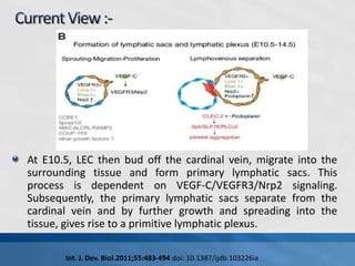 At E14.5, remodeling of the primitive lymphatic vasculature
begins and lasts until after birth.

Int. J. Dev. Biol.2011;55...