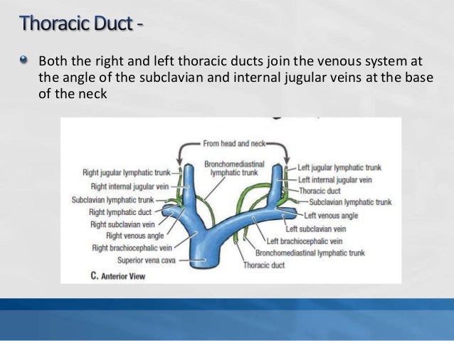 Lymphatic drainage of head & neck