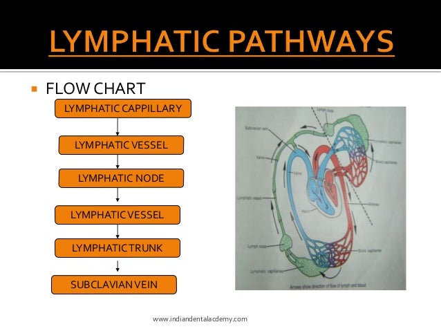 Lymphatic Drainage Flow Chart
