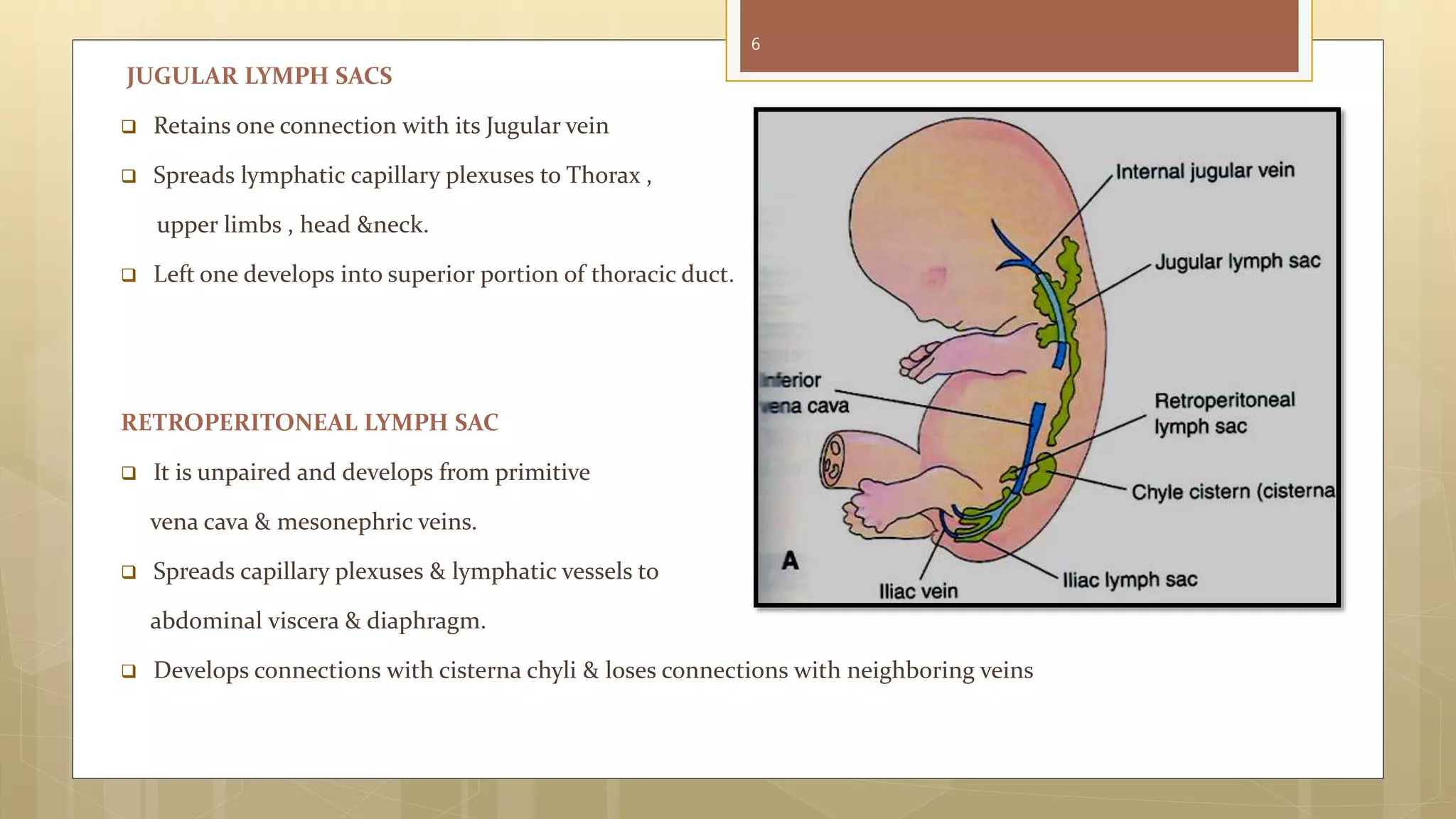 Lymphatic Sac Development Lymphatic drainage of head & neck | PPTX