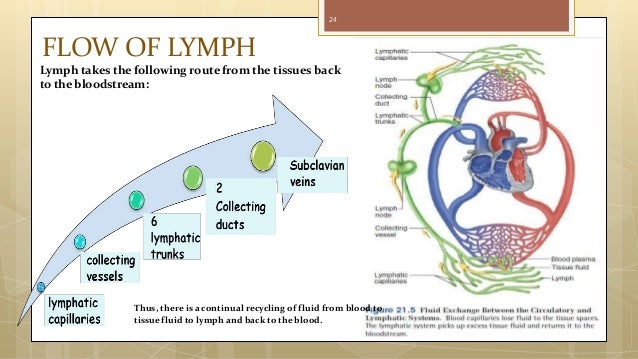 Lymphatic drainage of head & neck