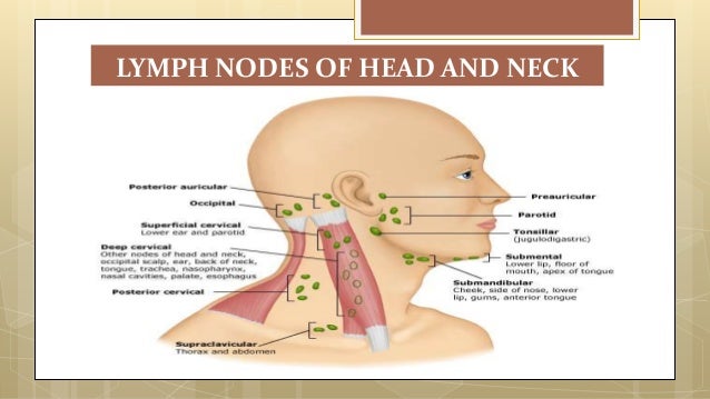 Lymphatic Drainage Of Head Neck