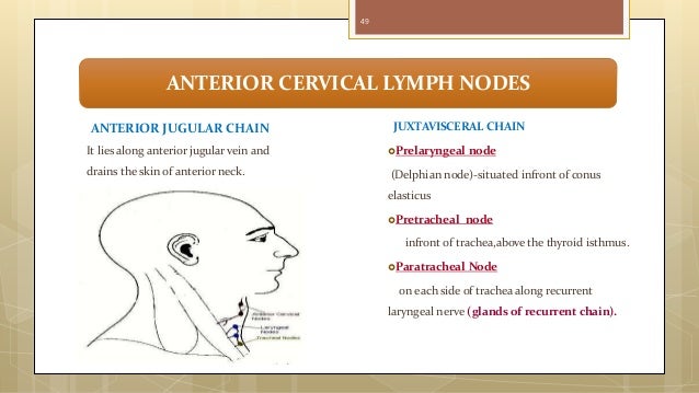 Lymphatic drainage of head & neck