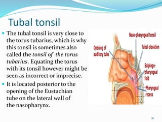 Process Tubaris Lymphatic drainage of head & neck | PPTX