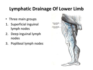 Lymphatic drainage of lower limb Slide 4