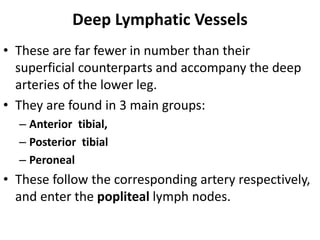Lymphatic drainage of lower limb Slide 7