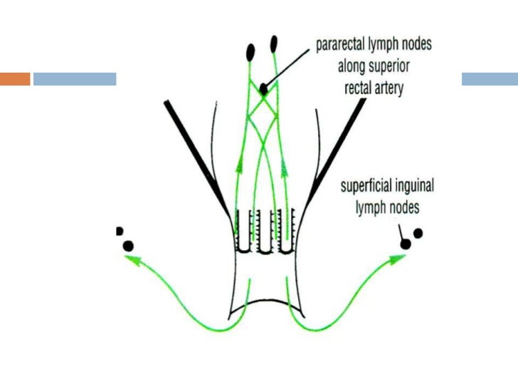 Lymph Drainage Chart