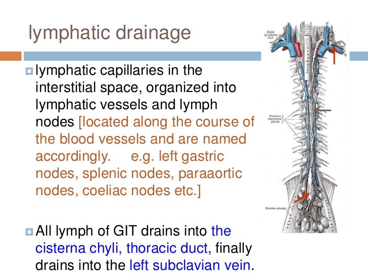 Lymphatic drainage of major organs