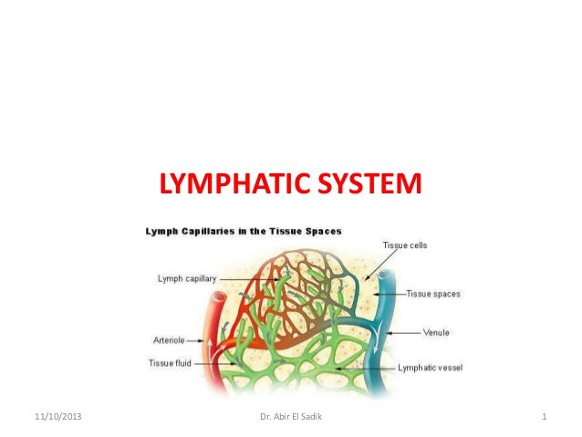 Lymphatic & Endocrine systems - Anatomy