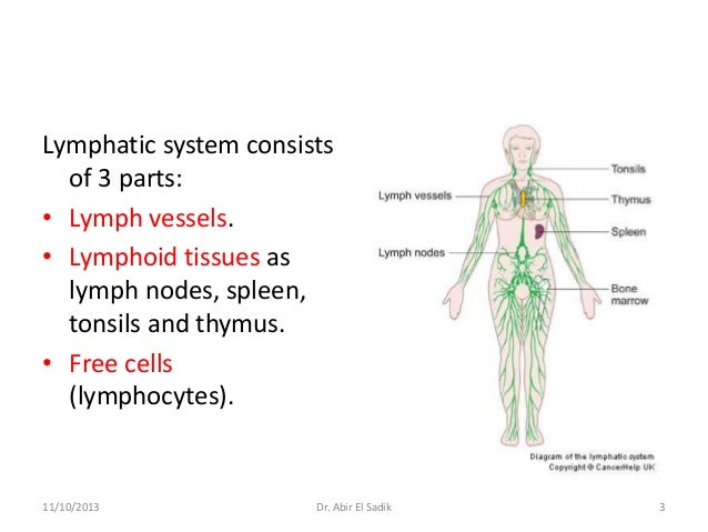 Lymphatic & Endocrine systems - Anatomy