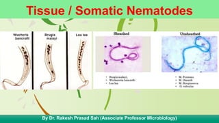 Tissue / Somatic Nematodes
By Dr. Rakesh Prasad Sah (Associate Professor Microbiology)
 