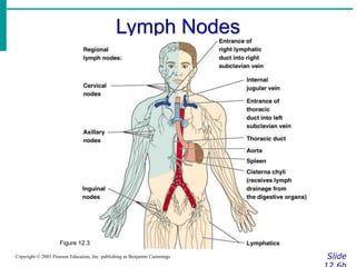 Lymph Nodes
Slide
Copyright © 2003 Pearson Education, Inc. publishing as Benjamin Cummings
Figure 12.3
 