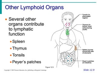 Other Lymphoid Organs
Slide 12.9
Copyright © 2003 Pearson Education, Inc. publishing as Benjamin Cummings
 Several other
organs contribute
to lymphatic
function
Spleen
Thymus
Tonsils
Peyer’s patches
Figure 12.5
 